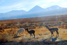 Deserto de Atacama em Outubro