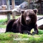 Parque Safari Chile, Cómo chegar, valores, preços