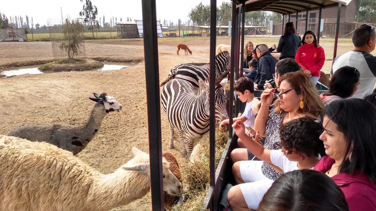 Parque Safari Chile, LikeChile, como chegar quanto custa