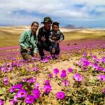 Deserto florido no Chile